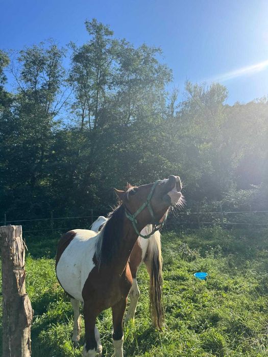 Mânz tărcat echitatie