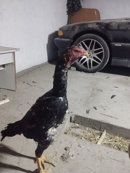 Продам молодую семейку