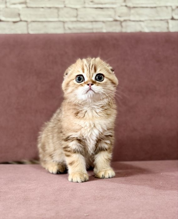 Скоттиш фолд. Мальчик