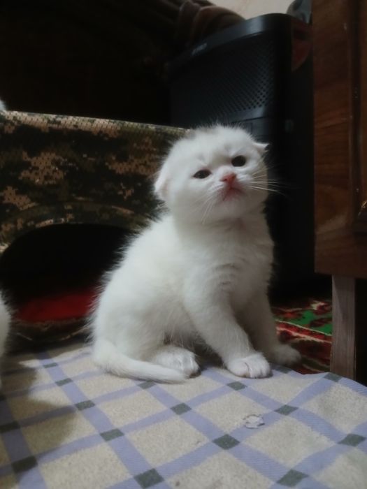 Mushukchalar strayd va fold