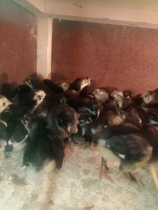 andijon qora tovuq jujalari 20.000som