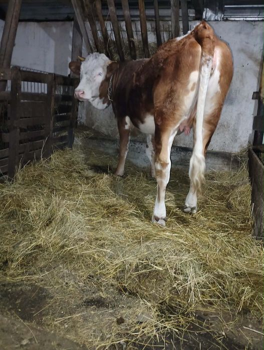 Junincă gestantă 7 luni, preț negociabil