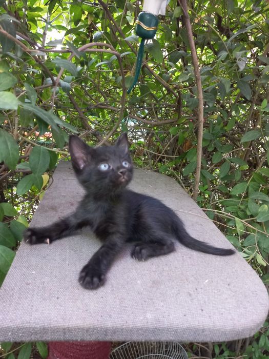 Котята в хорошие руки
