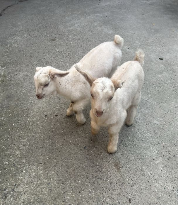 Vand 2 femele în vărstă de 1 luna