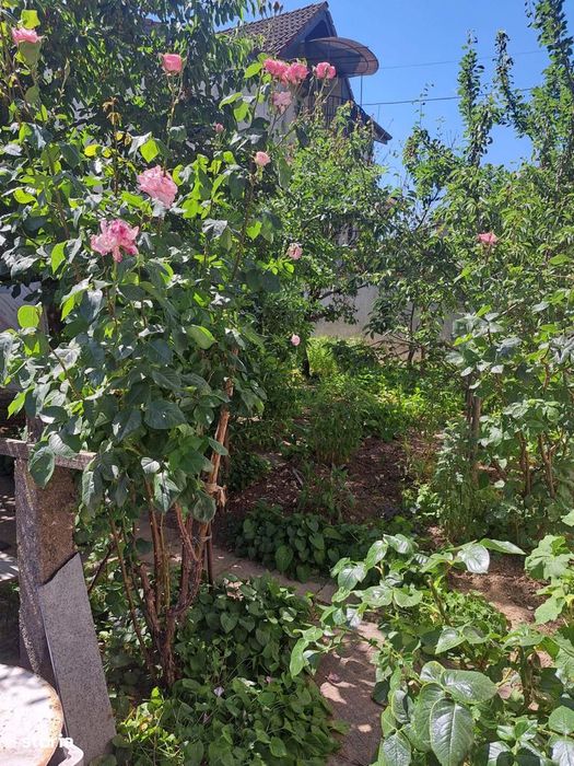 URGENT ! Casa 2 camere pe un nivel , Str. Basarabia , 78.800 euro neg.