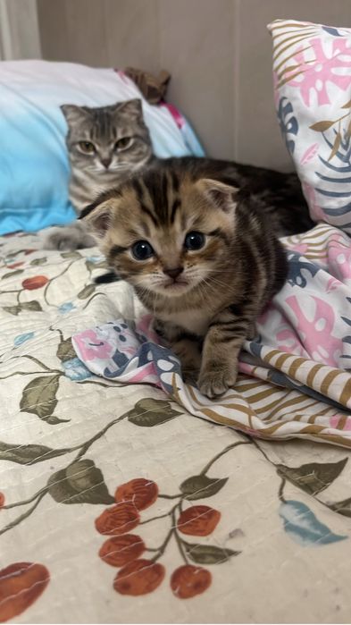 котята породистые