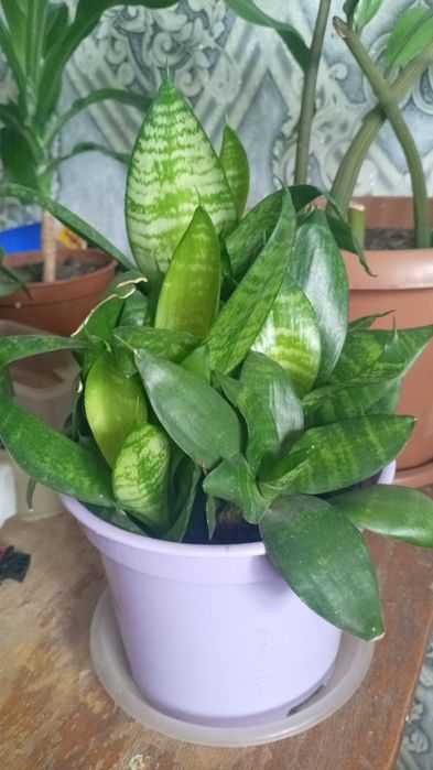 Комнатные растения