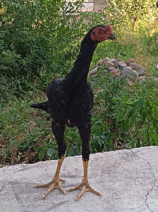 Xóroz va Tovuqlar
