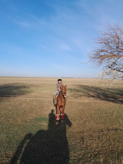 Сатылатын айғыр бар