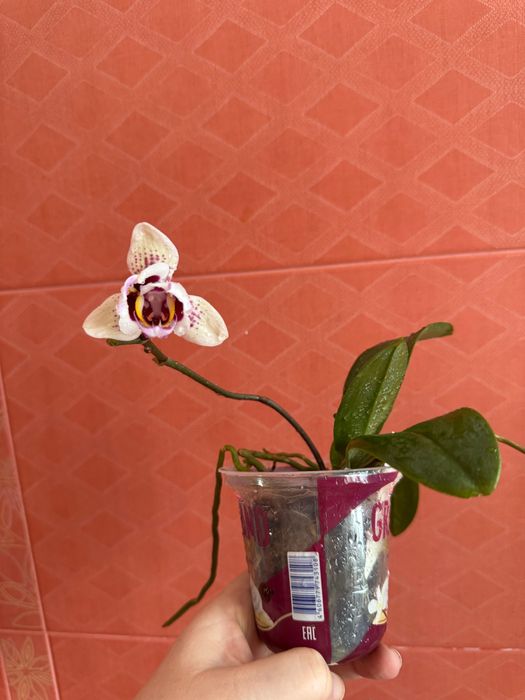 Орхидея , фаленопсис