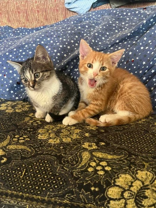 Ofer pisicuțe cuminți