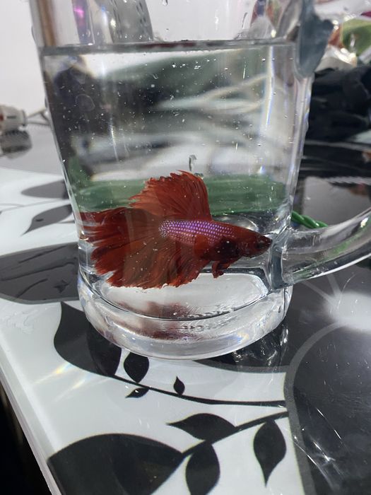 Peste betta mascul si femela