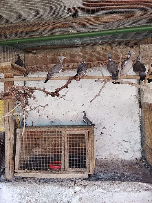 Продавам Гривеци и Червено златни фазани