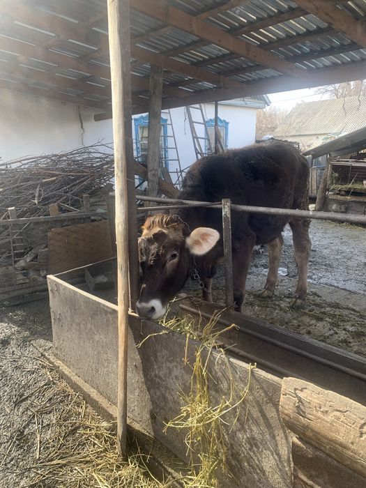 Продам телку порода алатау