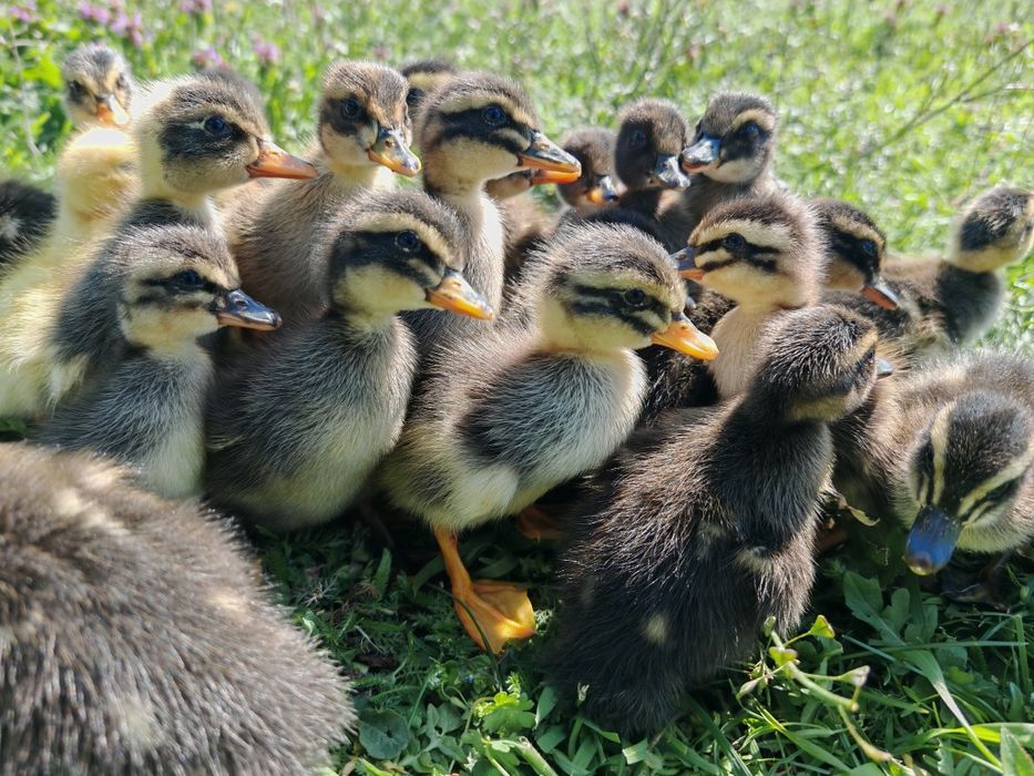 27 puișori de rață măcănitoare/românească