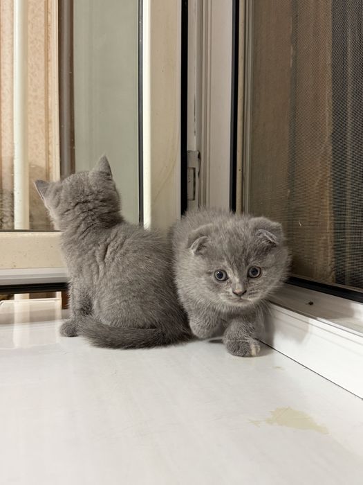 Продоетс скотишфолд и скотишстрай