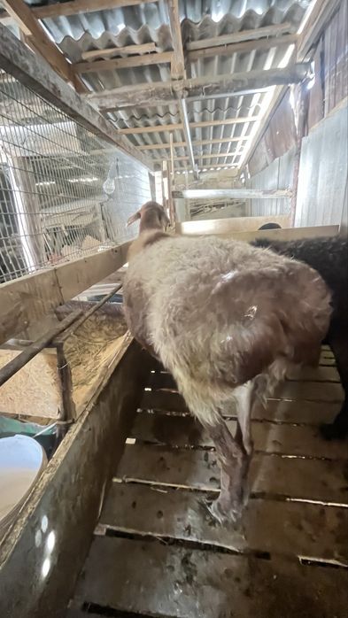 семіз Қойлар сатылады