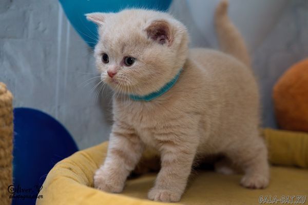 Британские котята