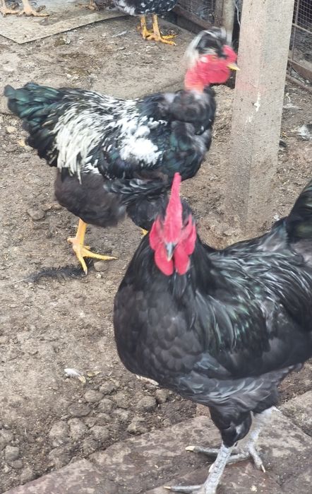 Cocosi de vanzare