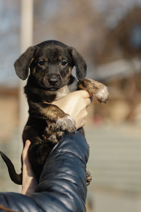 Щенки в поиске дома