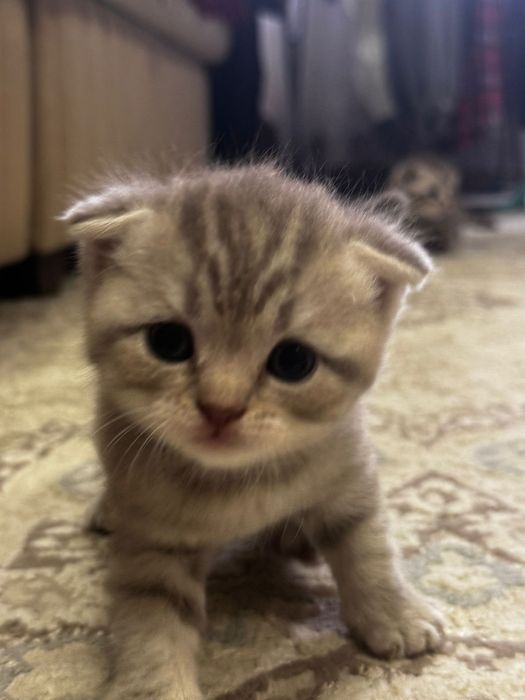 Продам котят шотландских