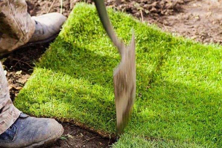 Рулонный живой газон