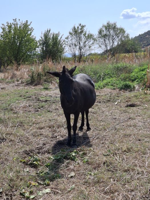 Продава се муле на средна възраст, около 700кг.