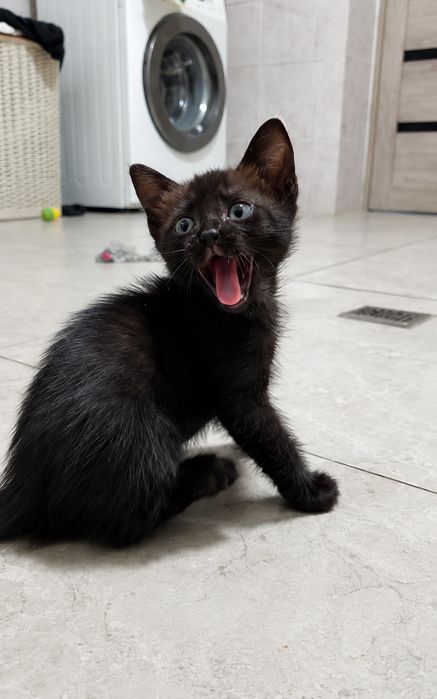 Отдаю котят в хорошие руки