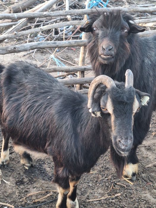 Se vând aceste animale , sau  la schimb  pe  purcei .