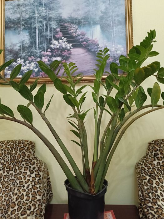 Денежное дерево, замиокулькас