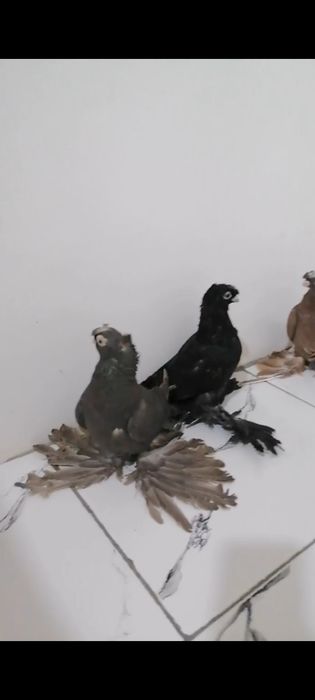 Kaptar bolalai 1 1,5 oyli