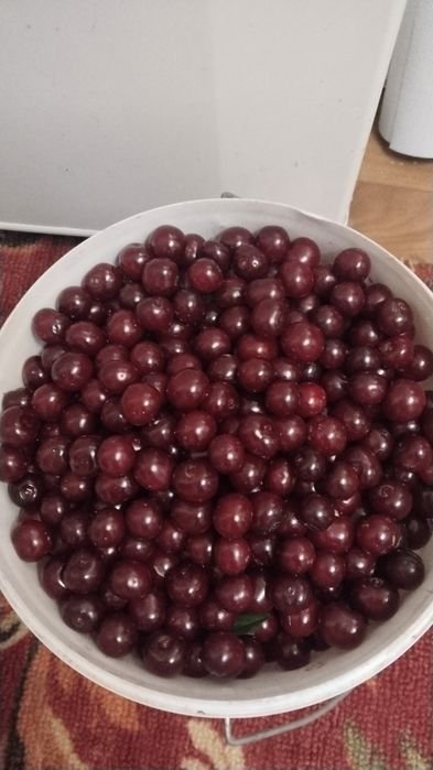 Продам свежую домашнюю вишню