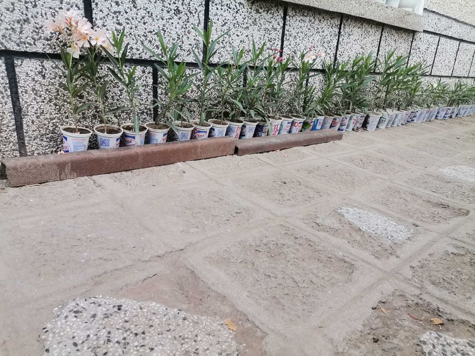 ПРОМОЦИЯ Зокум / Олеандър