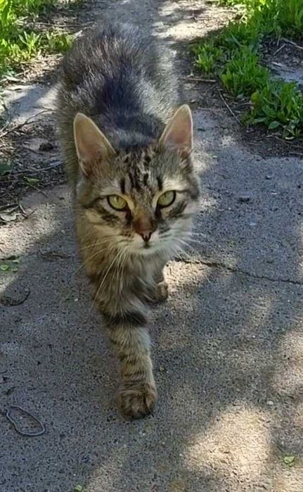 Кошечки ищут новую семью