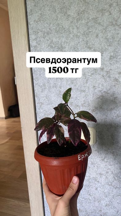 Комнатные цветы продам