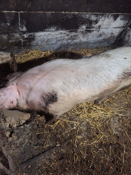 Продам сельхоз животных