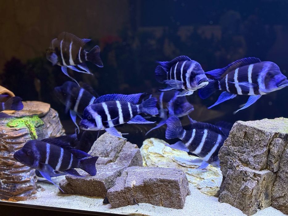 Gibberosa Blue Zair Frantoza Moba f1