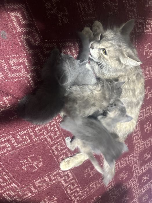 Котята отдам в хорошие руки