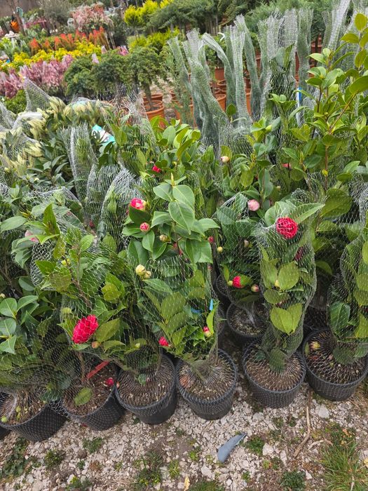 Camelia deja infolita