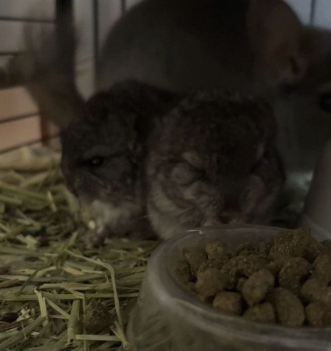 Pui de chinchilla (doar impreuna)