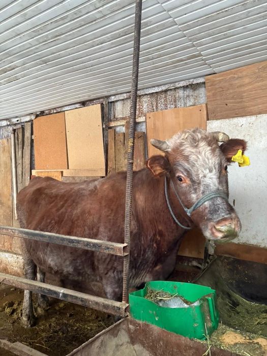 Срочно Продается коровы