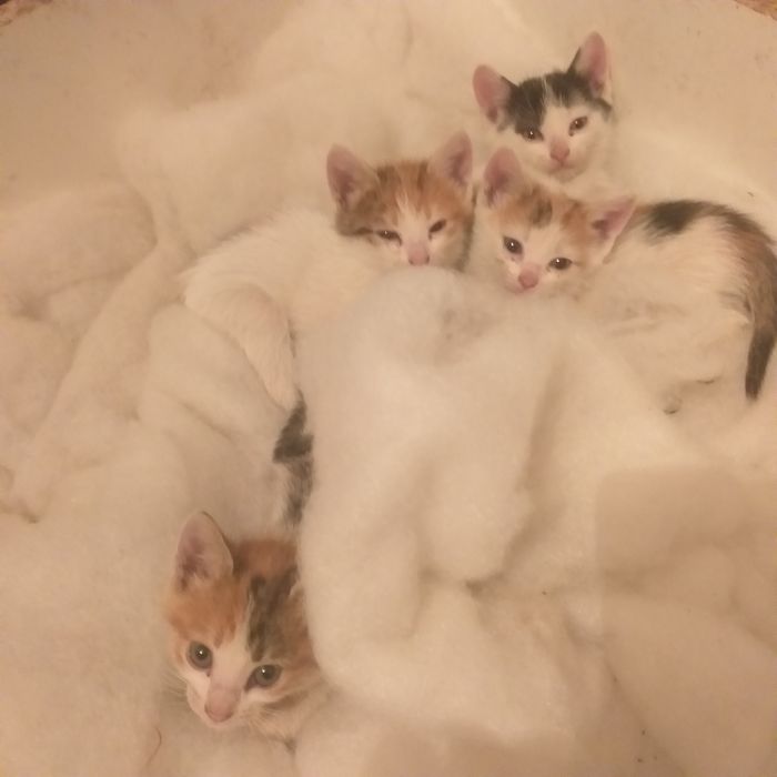 Отдам котят в добрые руки