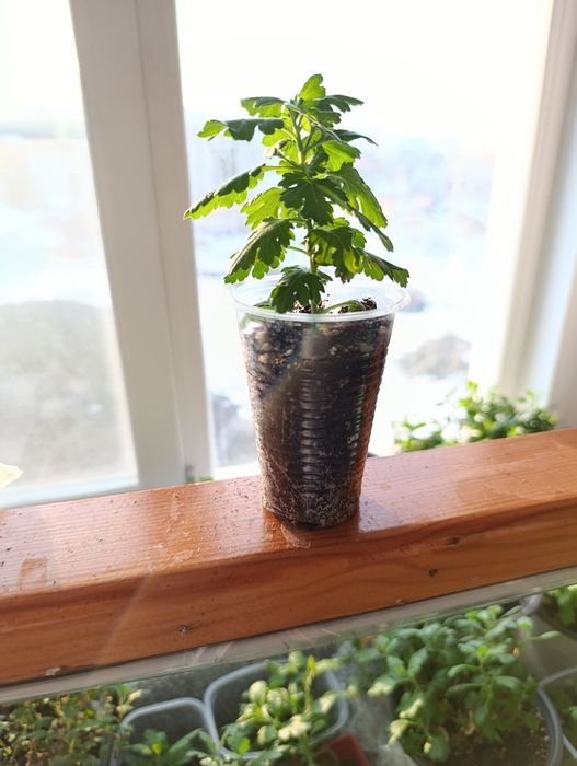 Хризантема мультифлора и корейская