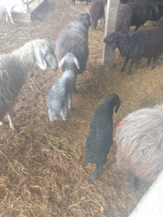 Vând oi karakul.capre și 2 berbeci