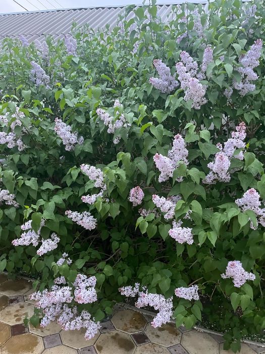 Сирень букет цветов