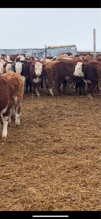 Баспақ-қашарлар 95 бас.