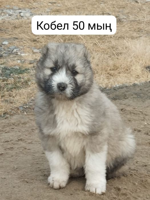 Сатылады Еркек ұрғашы