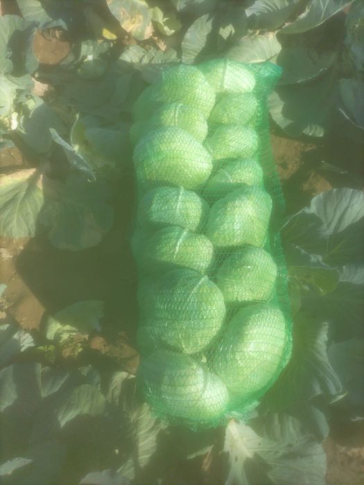 Varza de vanzare 1,5leu/kg, Halmeu Satu Mare