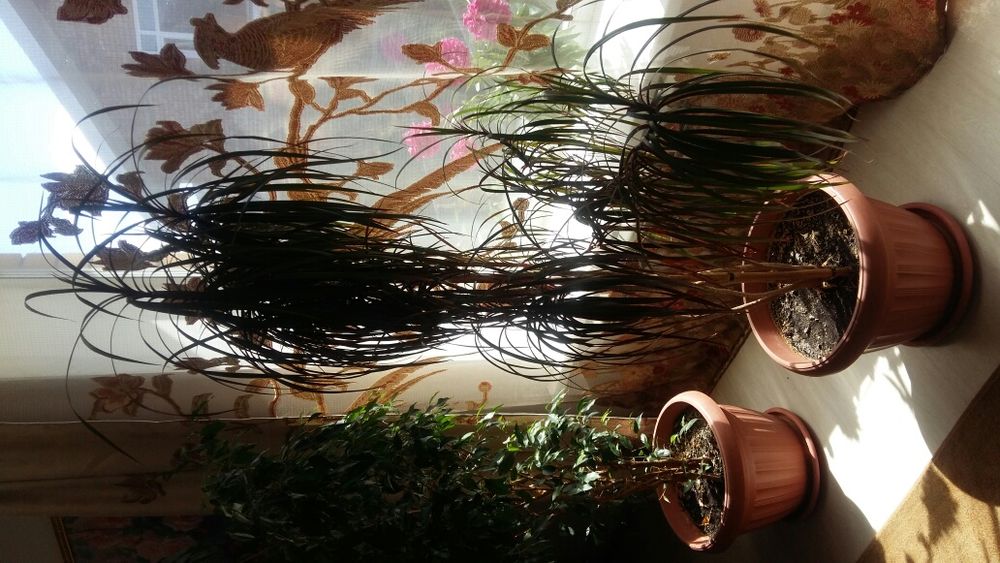 Продам комнатные цветы