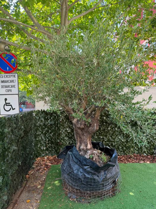 Bonsai Măslin Secular 150 Ani – Exemplar Superb de Colecție
